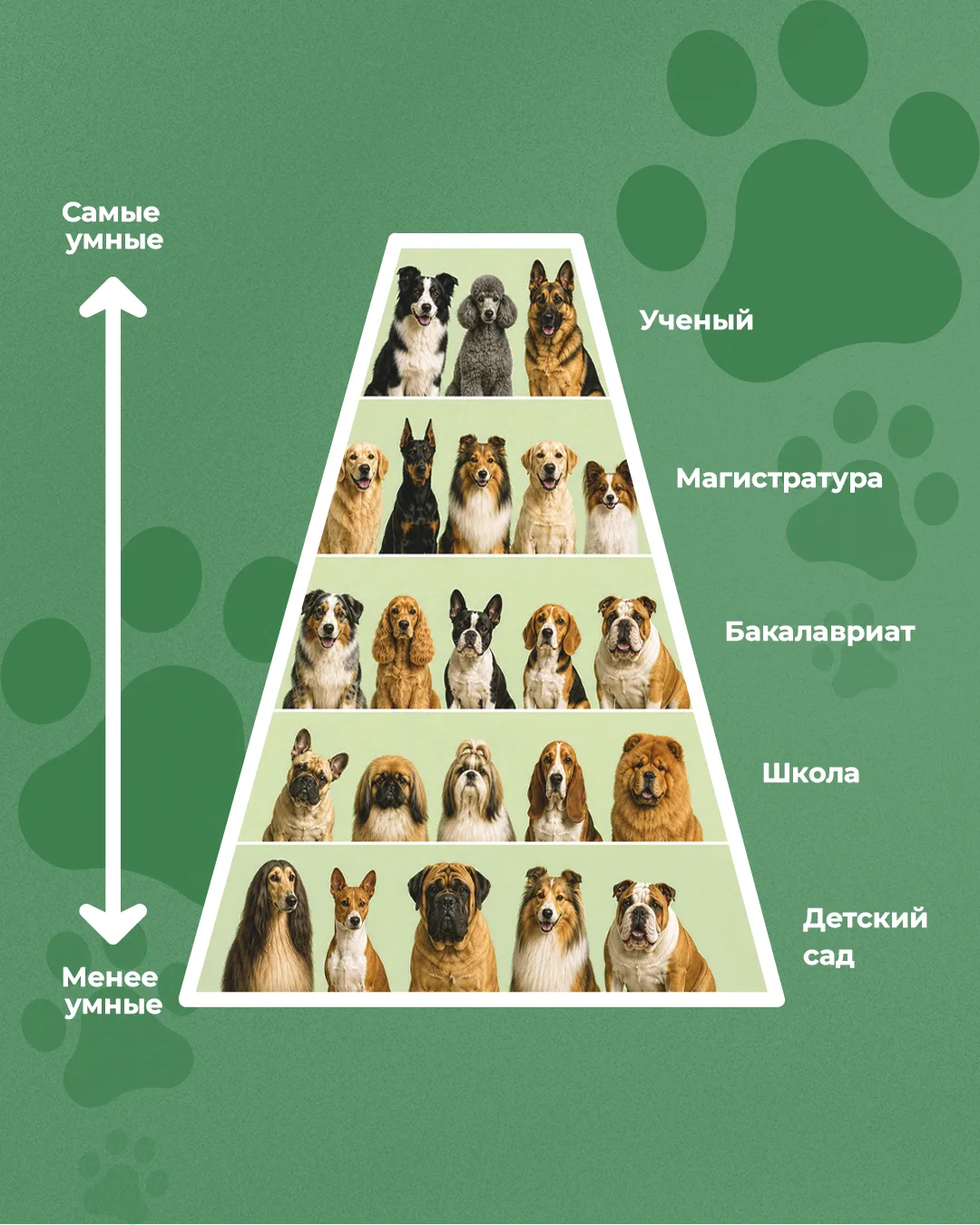 Правда ли, что одни породы собак умнее других? 🐶🧠