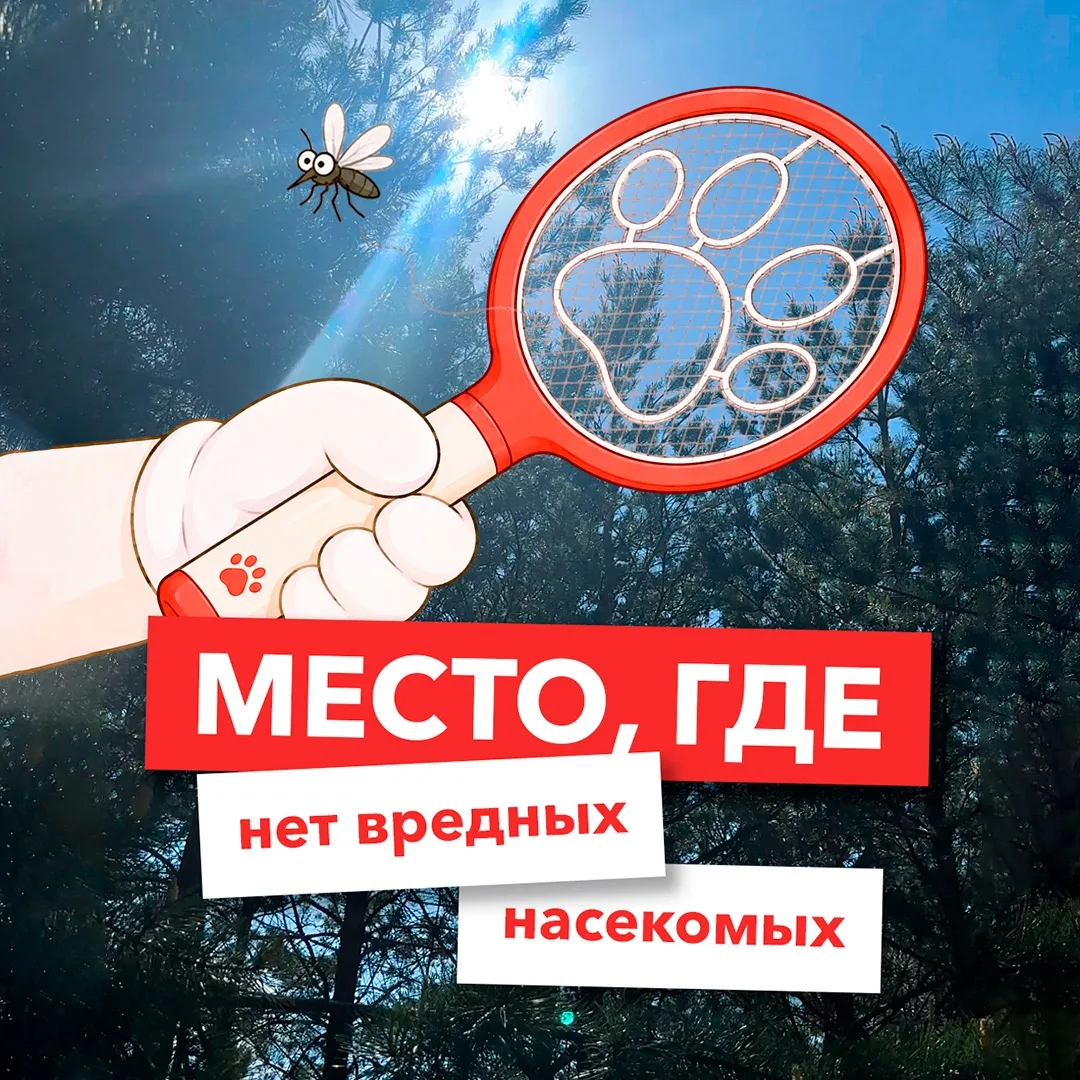 Место, где нет вредных насекомых 🕸️