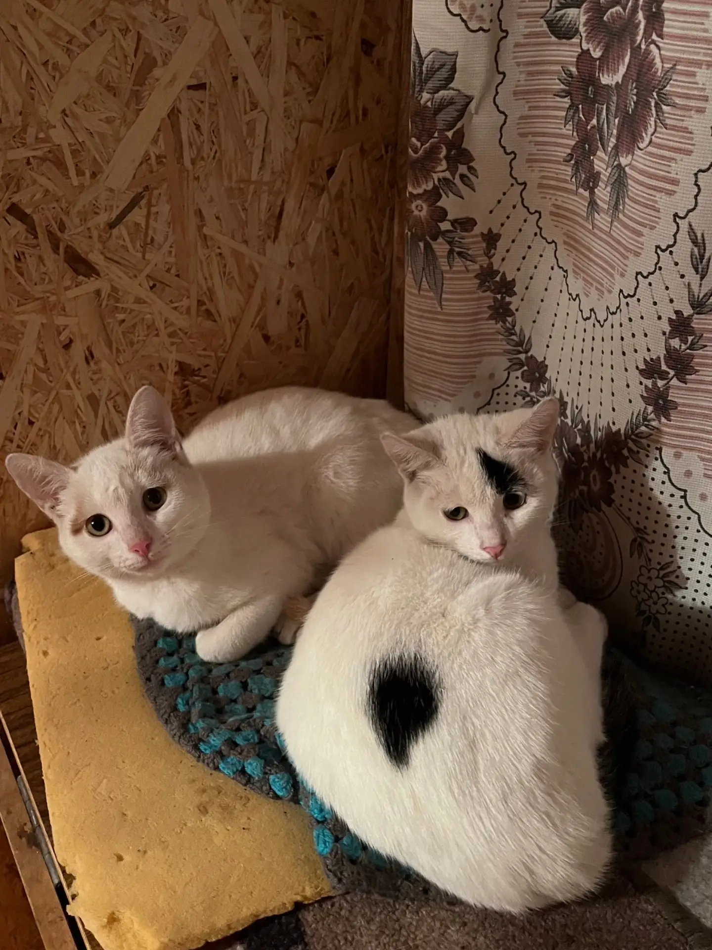 Отдам котят (мальчики, 4 мес)