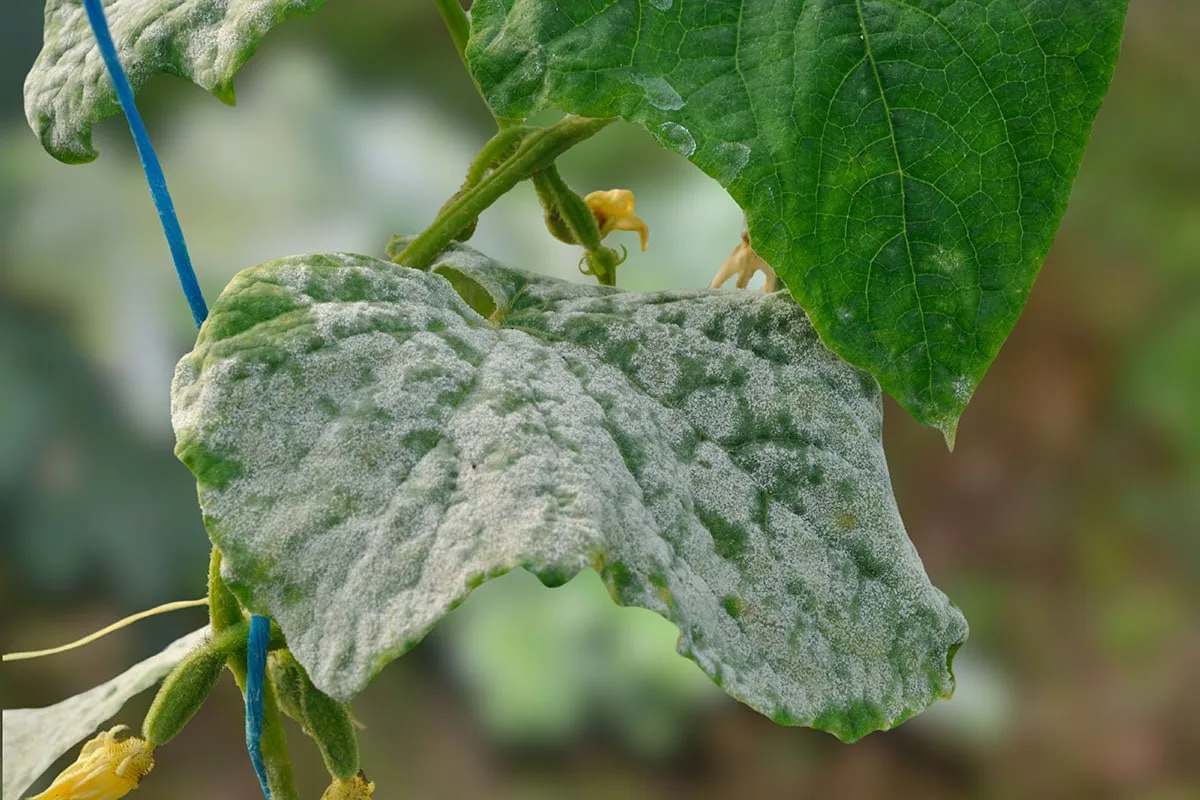 🥒 Мучнистая роса на огурцах

📌В середине лета появления мучнистой росы на огурцах избежать непрост
