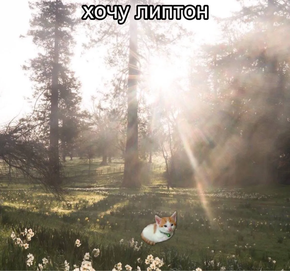 Купите
