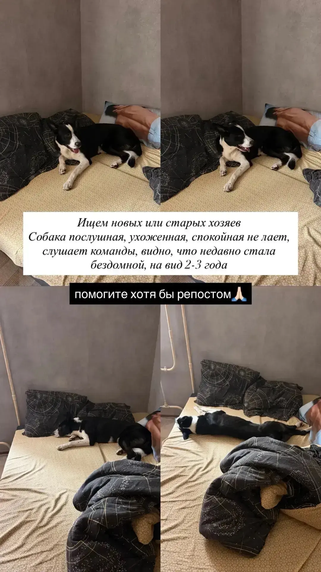 Найдена собака, окрас черный с белым (Свердловская область, поселок Новоберезовский)