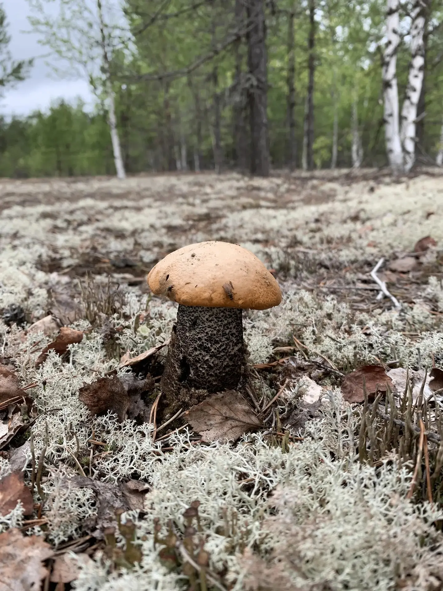 🍄 Первые июньские красноголовики в беломошнике вышли на разведку. А тут любители тихой охоты заглян