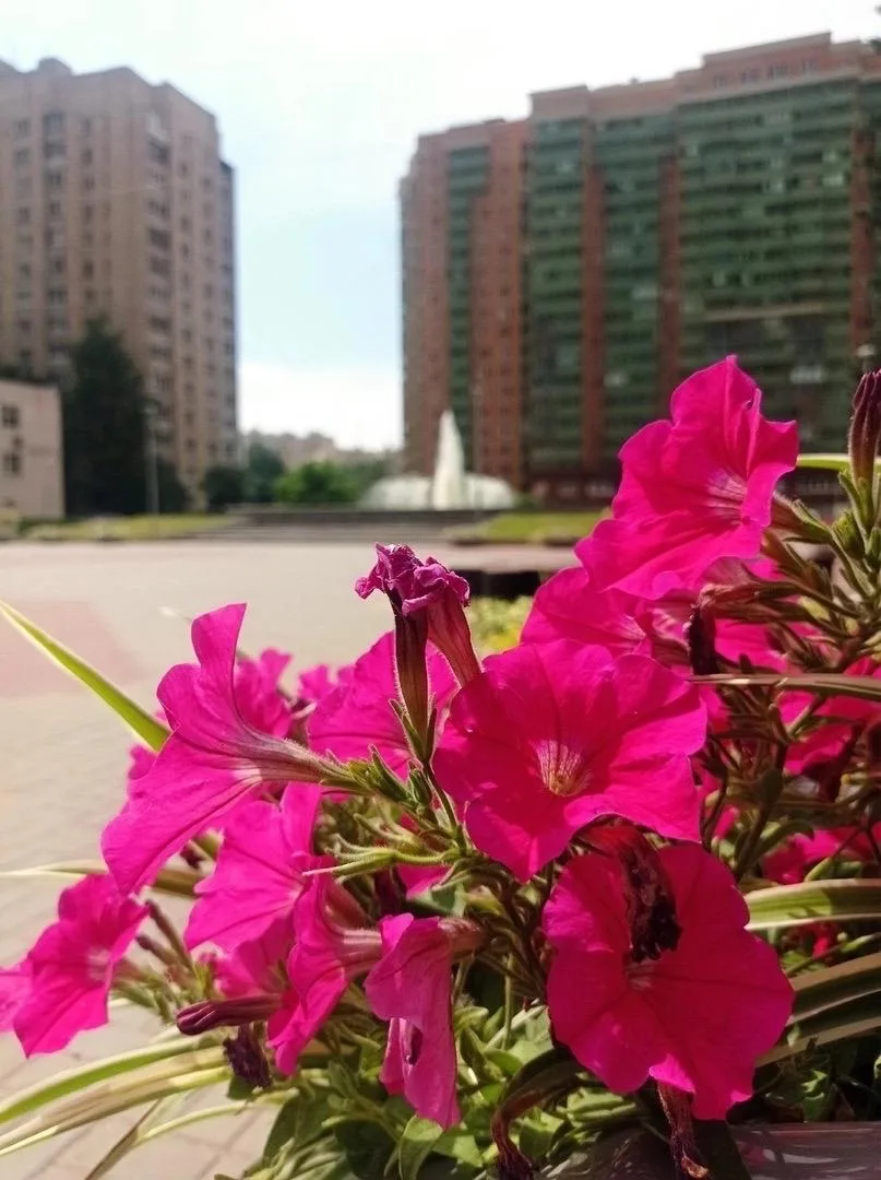 Шушары, доброе утро! 💜