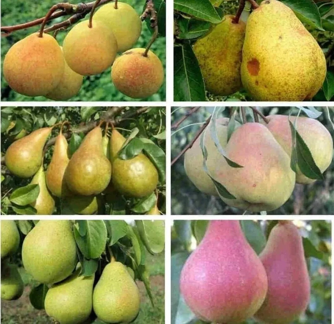 🍐🍂✨ «САД ОДНОГО ДЕРЕВА»: Топ-5 самоплодных сортов груш — сладкие плоды даже без сосед...