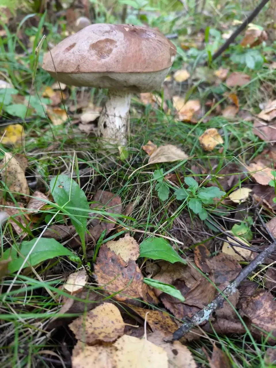 🍄 Глава Боровского округа насобирал грибов и прибрался в лесу