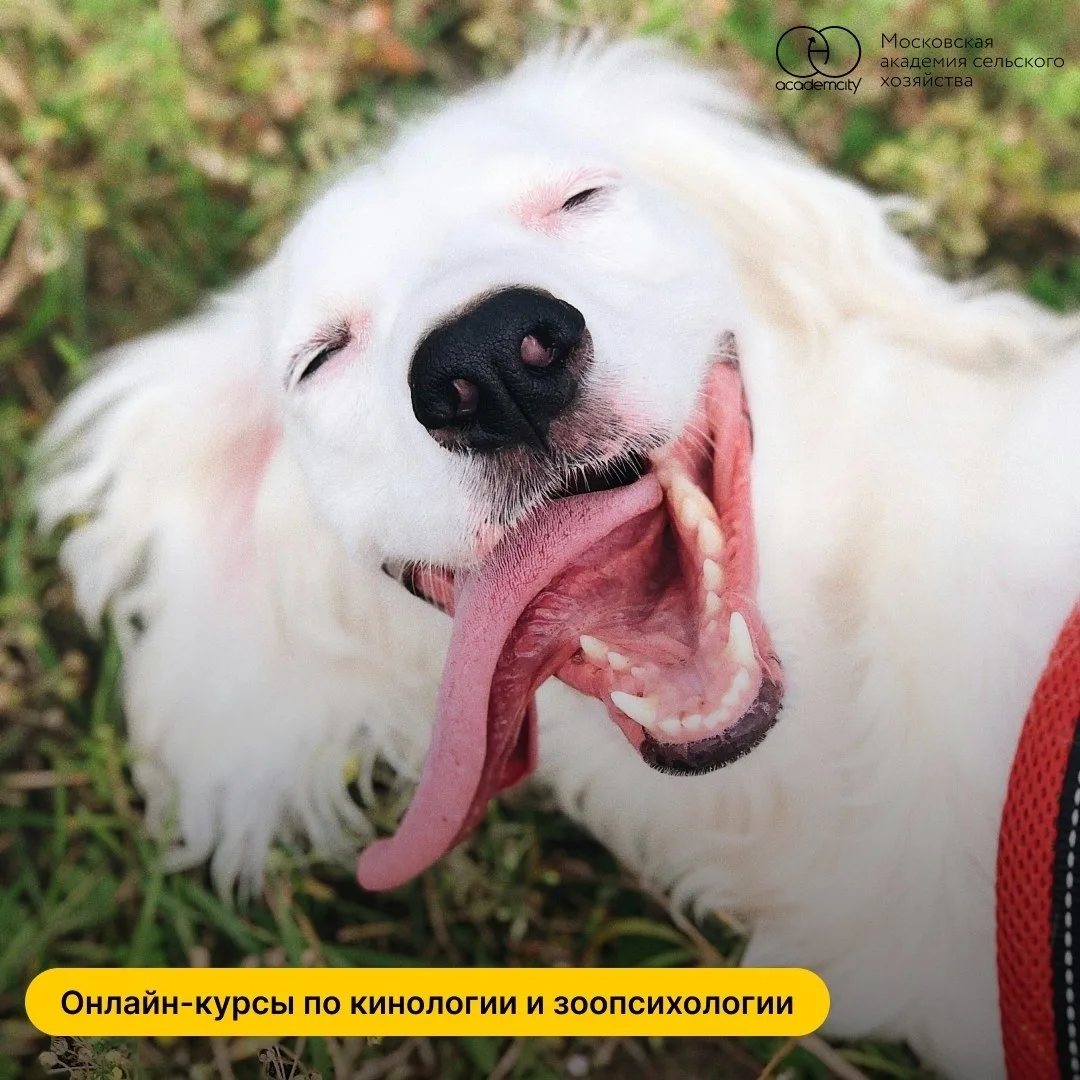🐕 В предыдущем посте мы говорили о стрессе у собак. А сегодня — о том, что с ним делать.

Вы уже зн