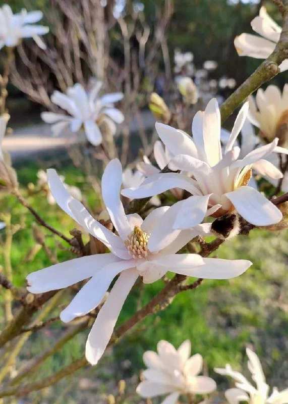 🌸 Срочные цветочные новости  В Сириусе зацвели все виды магнолий, передай друзьям.  📲 Сириус в МАХ