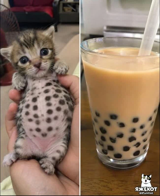 🐾 ЯЖЕКОТ