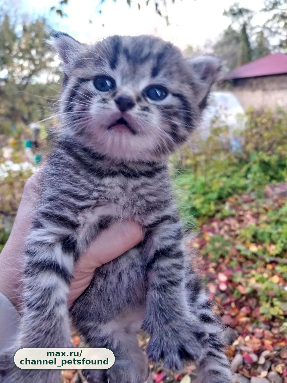 🐾 Найден питомец — Череповец