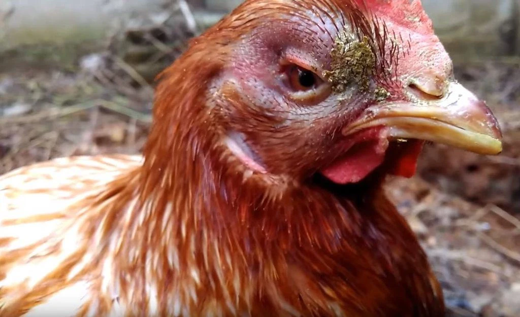 🐔В целях предупреждения заноса и распространения возбудителей высокопатогенного гриппа...