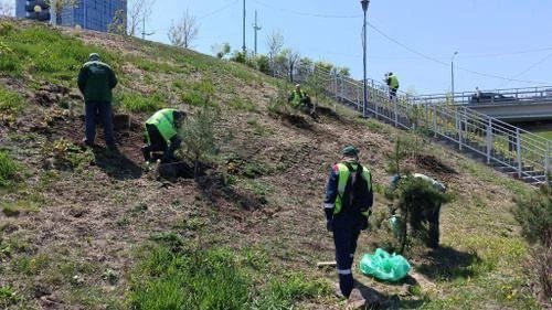 🌳Владивосток массово озеленяют — в городе высадят больше 30 тысяч деревьев  Во Владивостоке продолжа