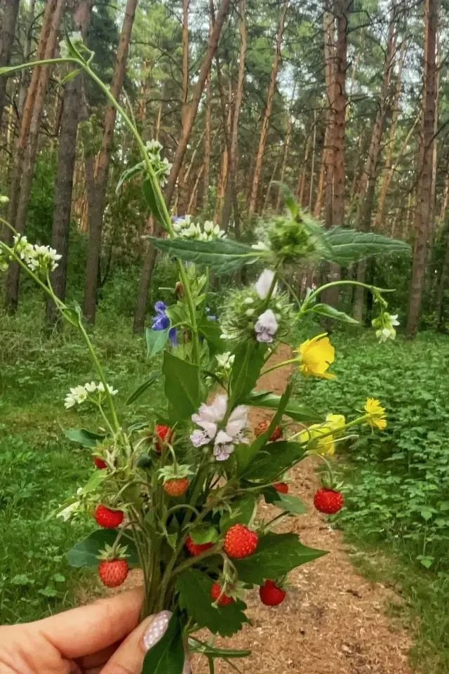 В лесах Омской области появилась первая земляника😍

Фото: Омск 360