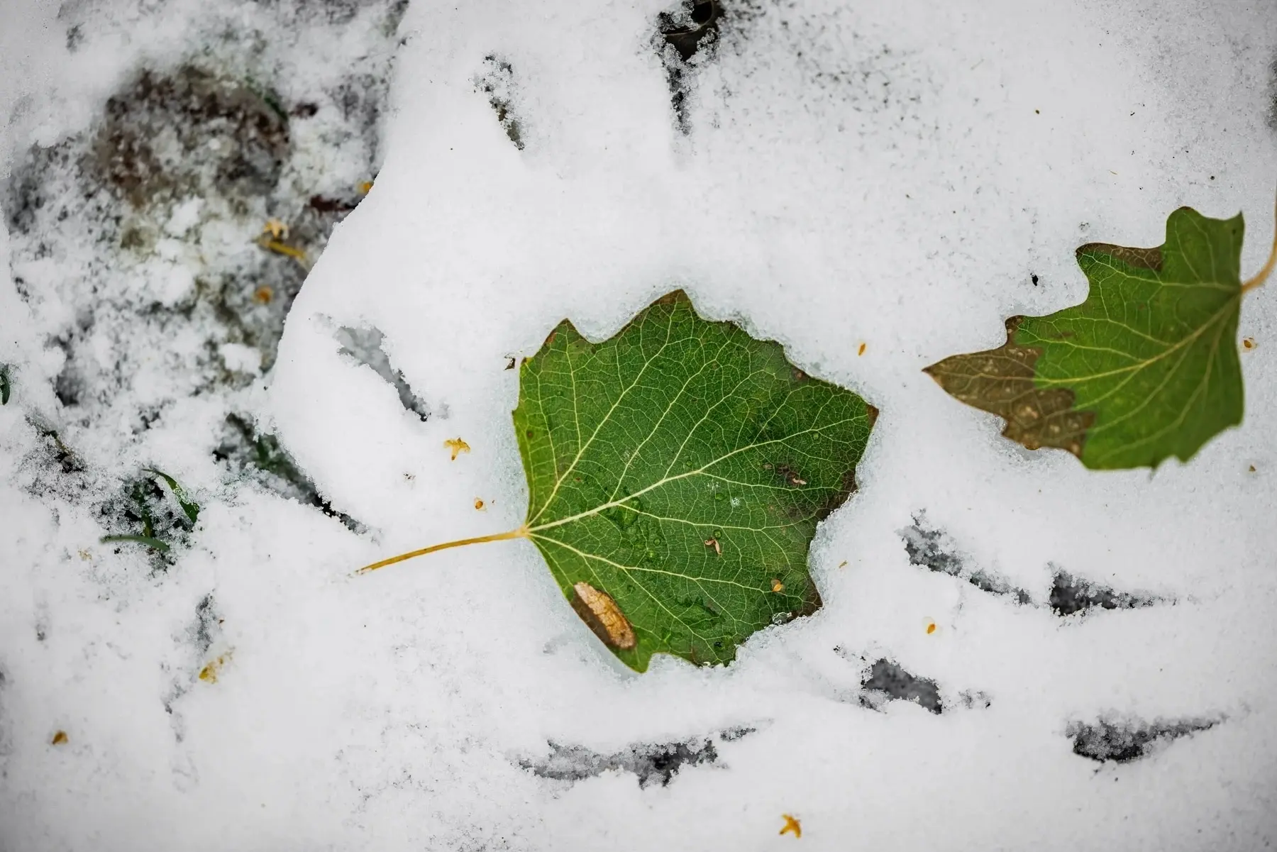 МЧС предупреждает: на Урале ожидается дождь, мокрый снег и гололед! ❄
