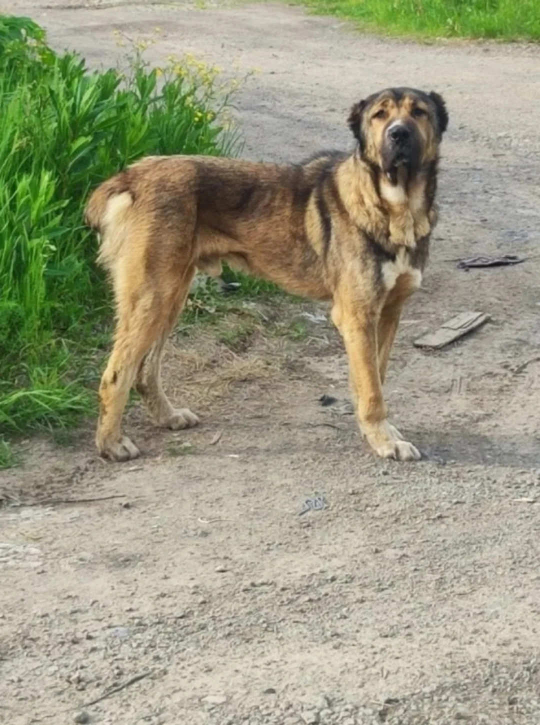 SOS‼‼‼репосты 🙏🙏🙏🙏🙏
Алабай , молодой , зубки белые , судя по этому - возраст до 4 лет , около т