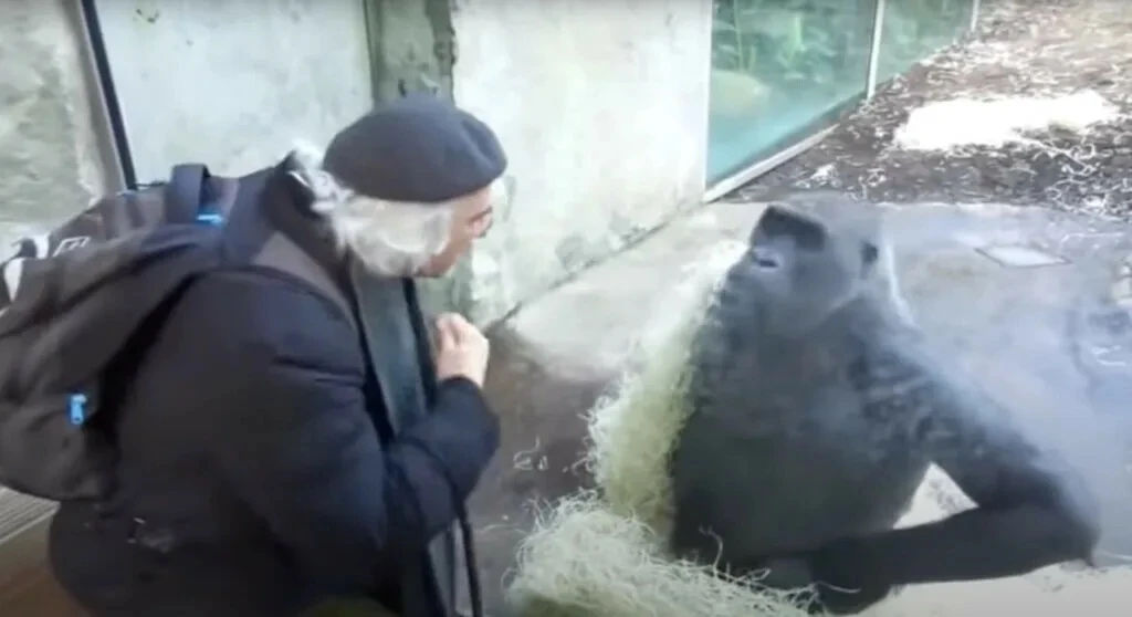🦧Шимпанзе воруют у друзей реже, чем у незнакомых собратьев