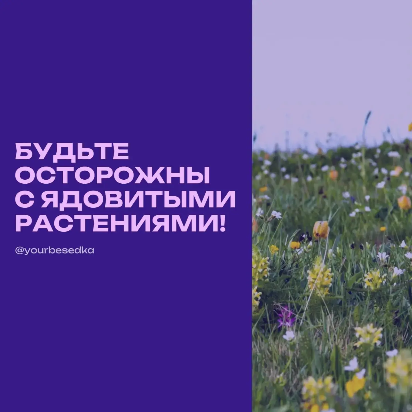 Осторожно: ядовитые растения! 🌱

Природа прекрасна, но не всё в ней безопасно. Среди знакомых нам ц