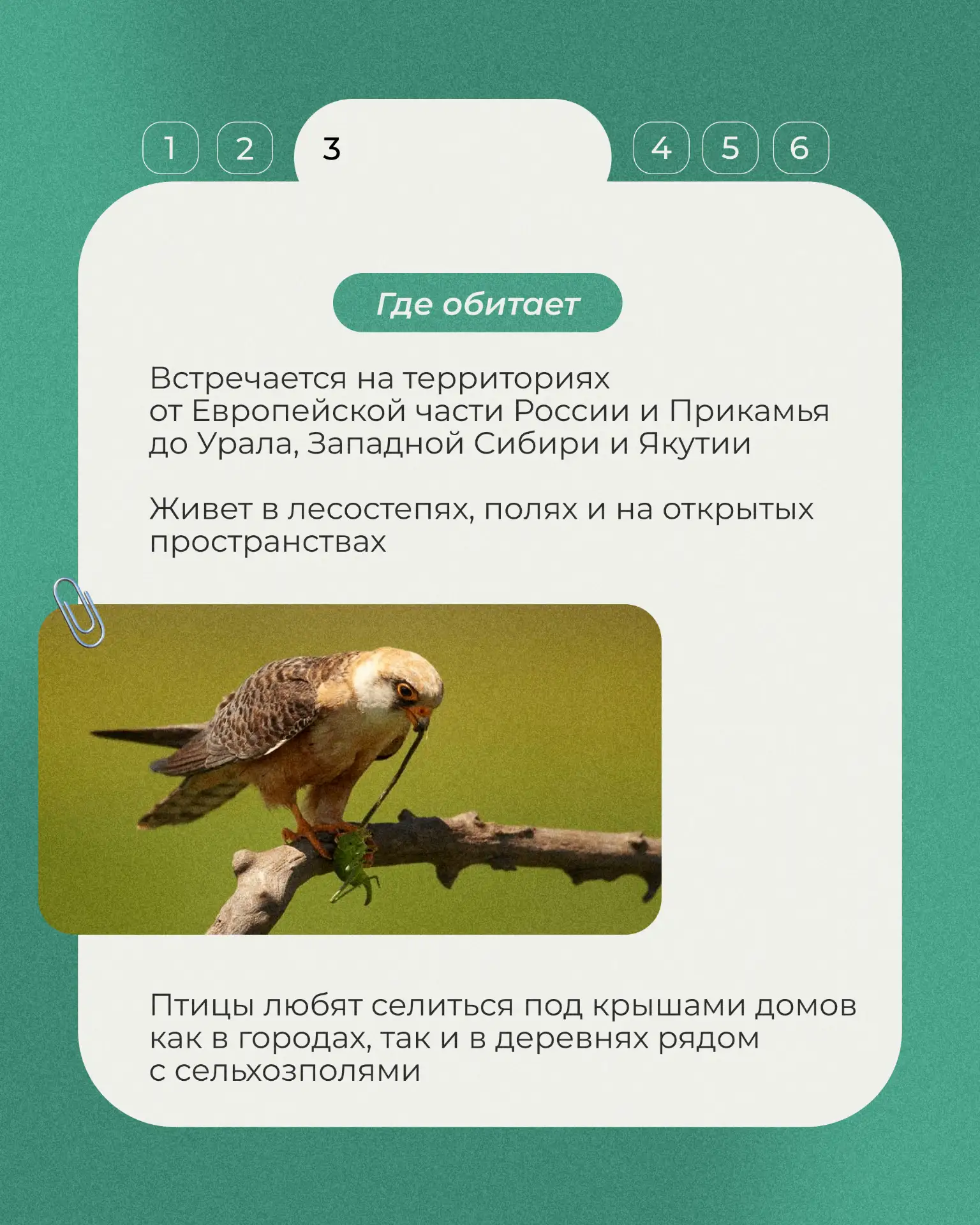 Начнем с миниатюрного хищника семейства соколиных - кобчика. Эта птица размером чуть меньше голубя, 