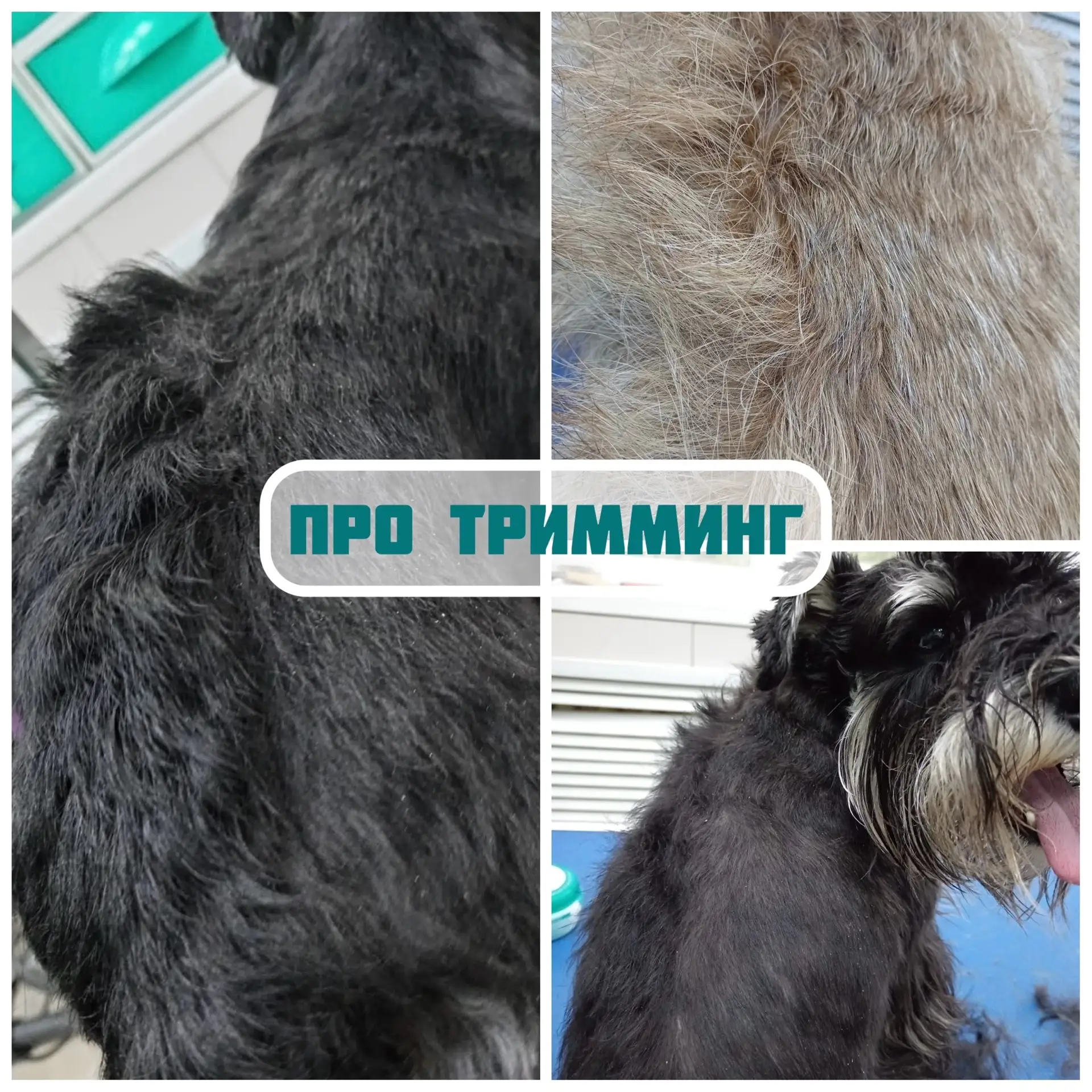Тримминг, роллинг и стрижка жесткой шерсти - чем они отличаются? 🐶