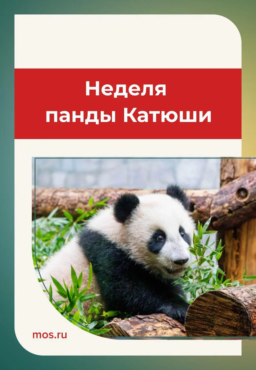 🐼 В Московском зоопарке отметят день рождения панды Катюши. Гостей ждут экскурсии, кве...