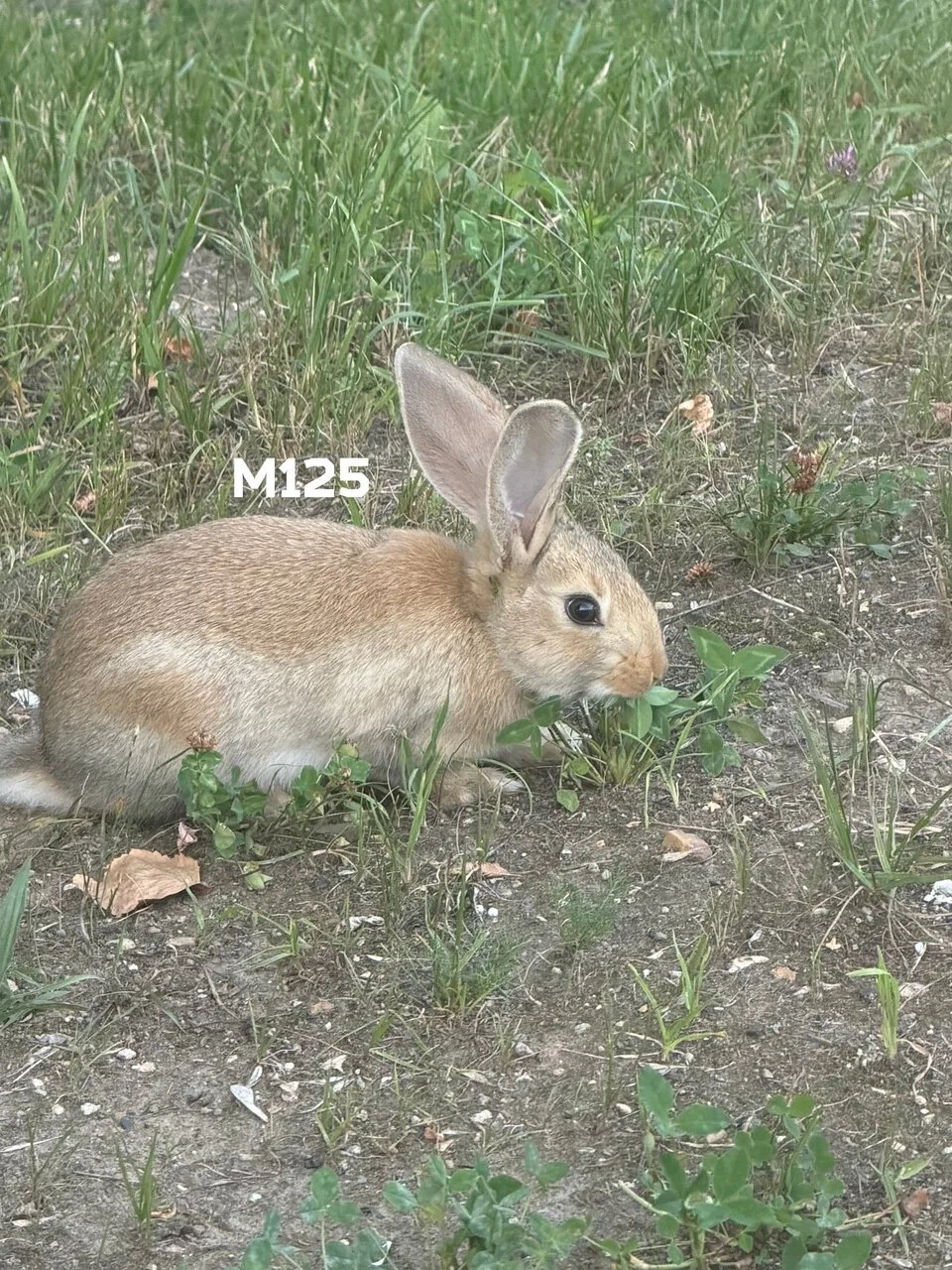 Неожиданная находка случилась вчера вечером в Можайке 🐰