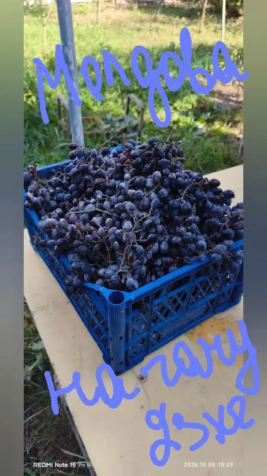 МОЛДОВА на Чачу или вино , 23 кг на 1000р.Анапский район 89385151899