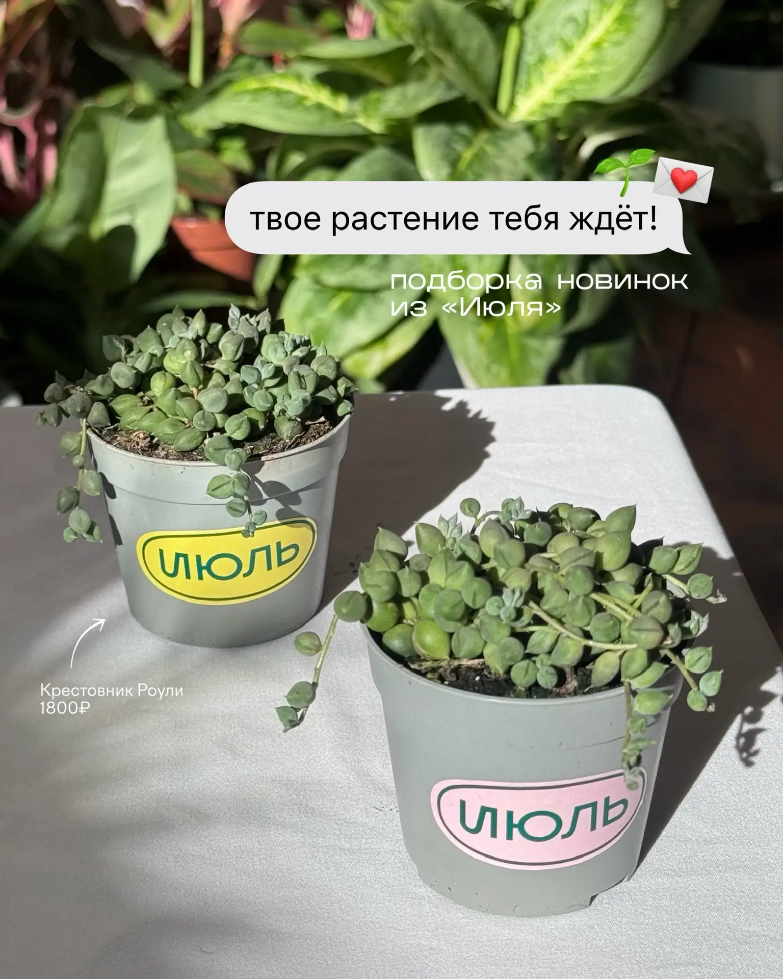 🌱✍️ План на конец рабочей недели — ловить солнышко и выбирать новых зеленых друзей в «...