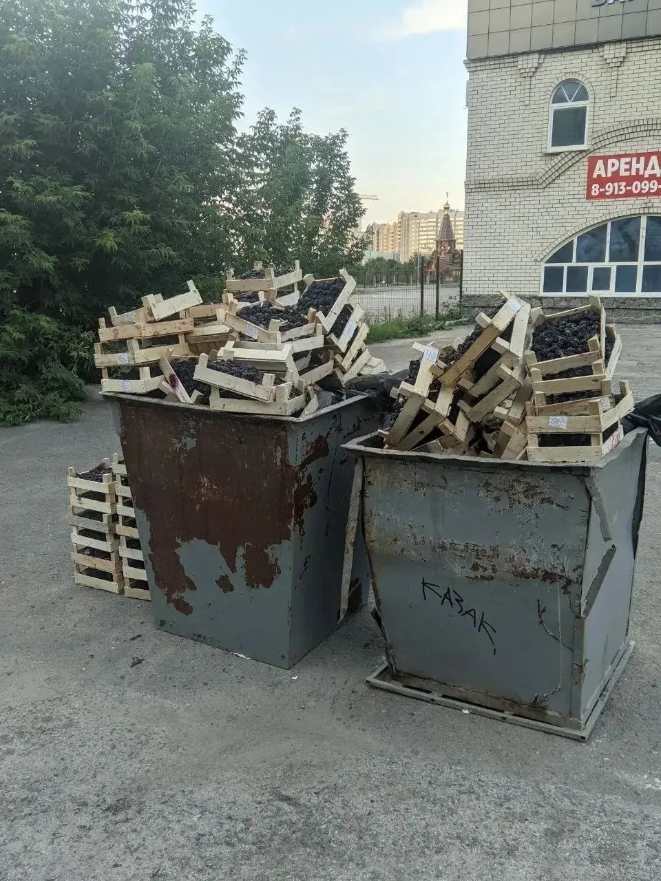 Столько ягод, и все в мусорке... Контейнеры оказались полностью заполнены испорченными ...