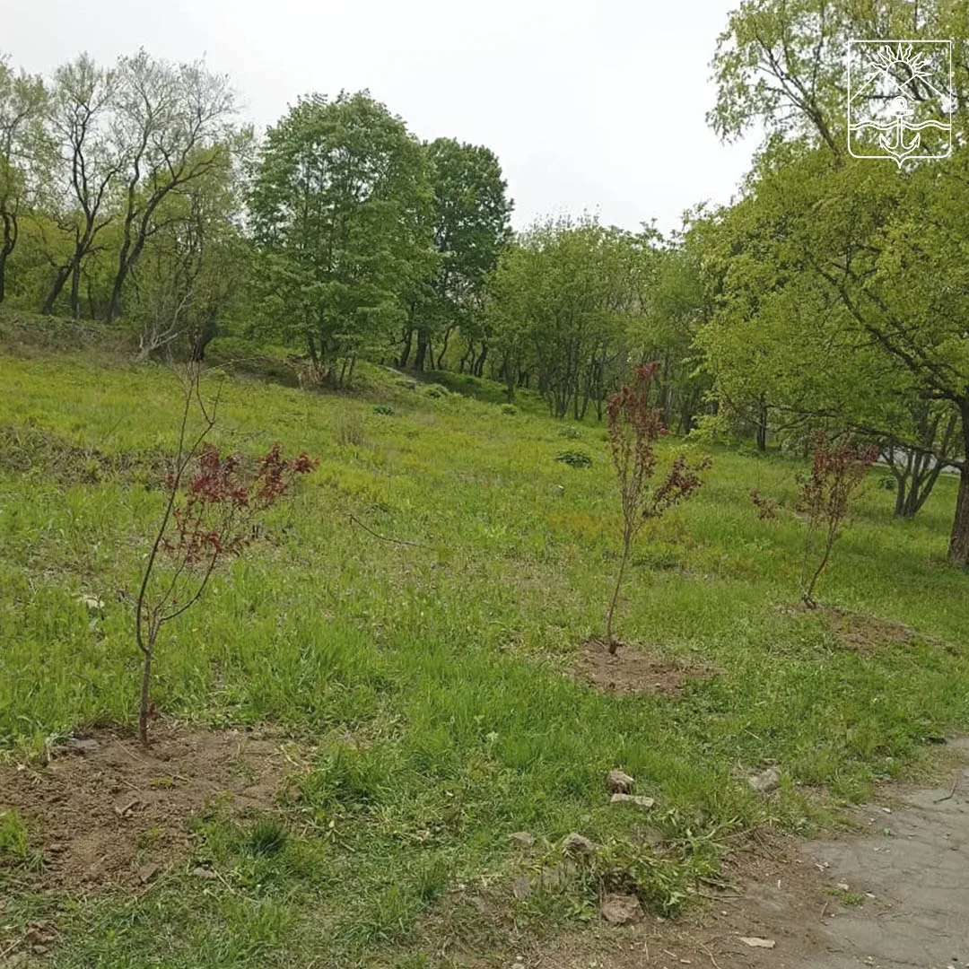 В поселке высадили новые деревья  Вдоль тротуара, ведущего от Дома культуры в районе ул. Молодежной,