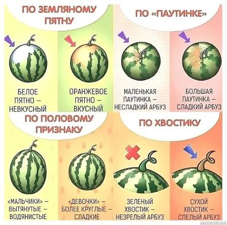 Арбуз или Дыня?

П: «Одни говорят, что арбуз = просто сахарная вода и сплошные отеки, другие пугают,
