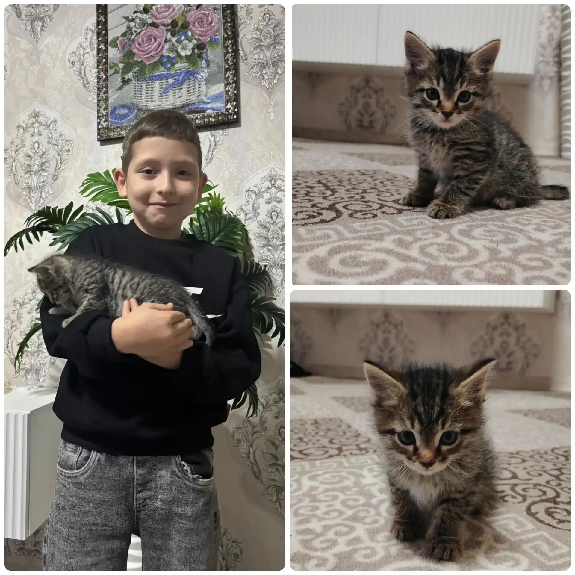 Мой котенок Барсик– мой маленький мурчащий друг, который приносит радость каждый день!❤