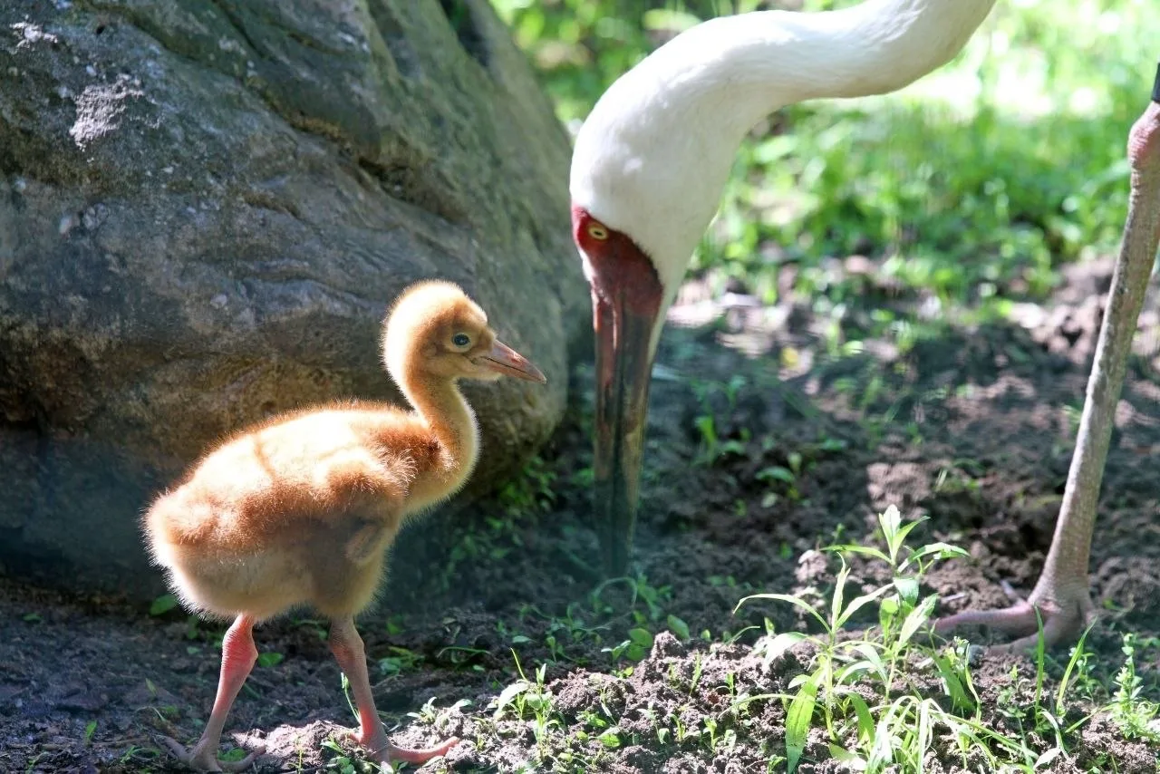 Летний бэби-бум в «Лимпопо»! 🐣