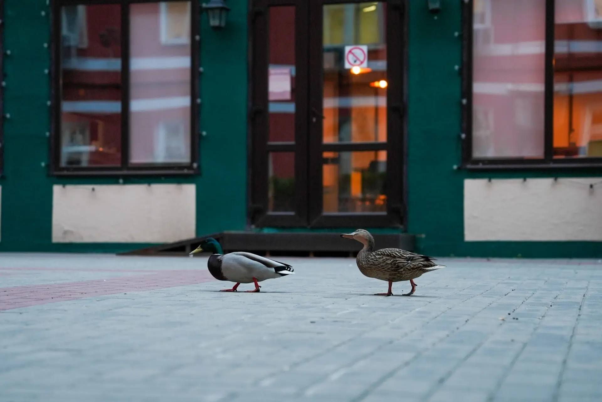 🦆 В МГЮА неожиданные гости!  Этим весенним днем дворик Университета имени О.Е. Кутафина (МГЮА) посет