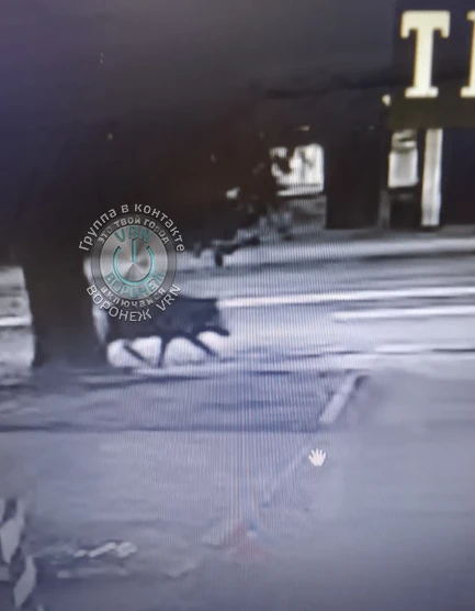 Оказывается, они у нас уже неплохо обосновались)
