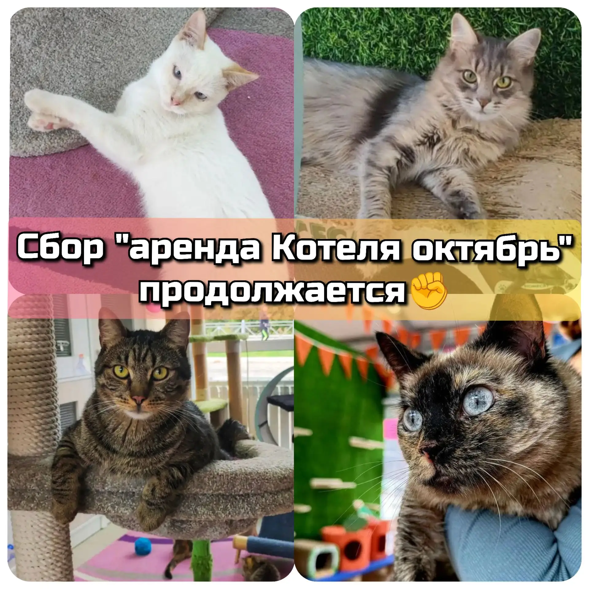 Сбор "АРЕНДА КОТЕЛЬ ОКТЯБРЬ" пока продолжается!