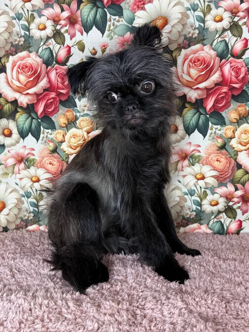 Ищет дом весёлая Гвоздика из «Домика Мелкашей»! 🌷🐕 Москва и МО  Привет, я Гвоздика! 🌸 Я — ваш личный