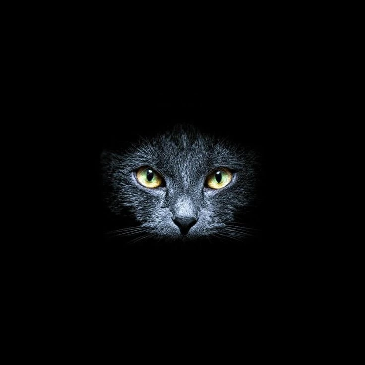 ПОЧЕМУ У КОШЕК СВЕТЯТСЯ ГЛАЗА В ТЕМНОТЕ?