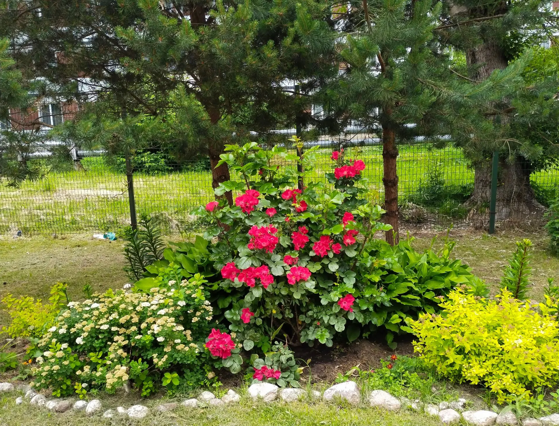 🌝Лето....🌹💐🌺Наши цветники радуют глаз яркими красками. Нежные розовые бутоны роз, пышные пионы и