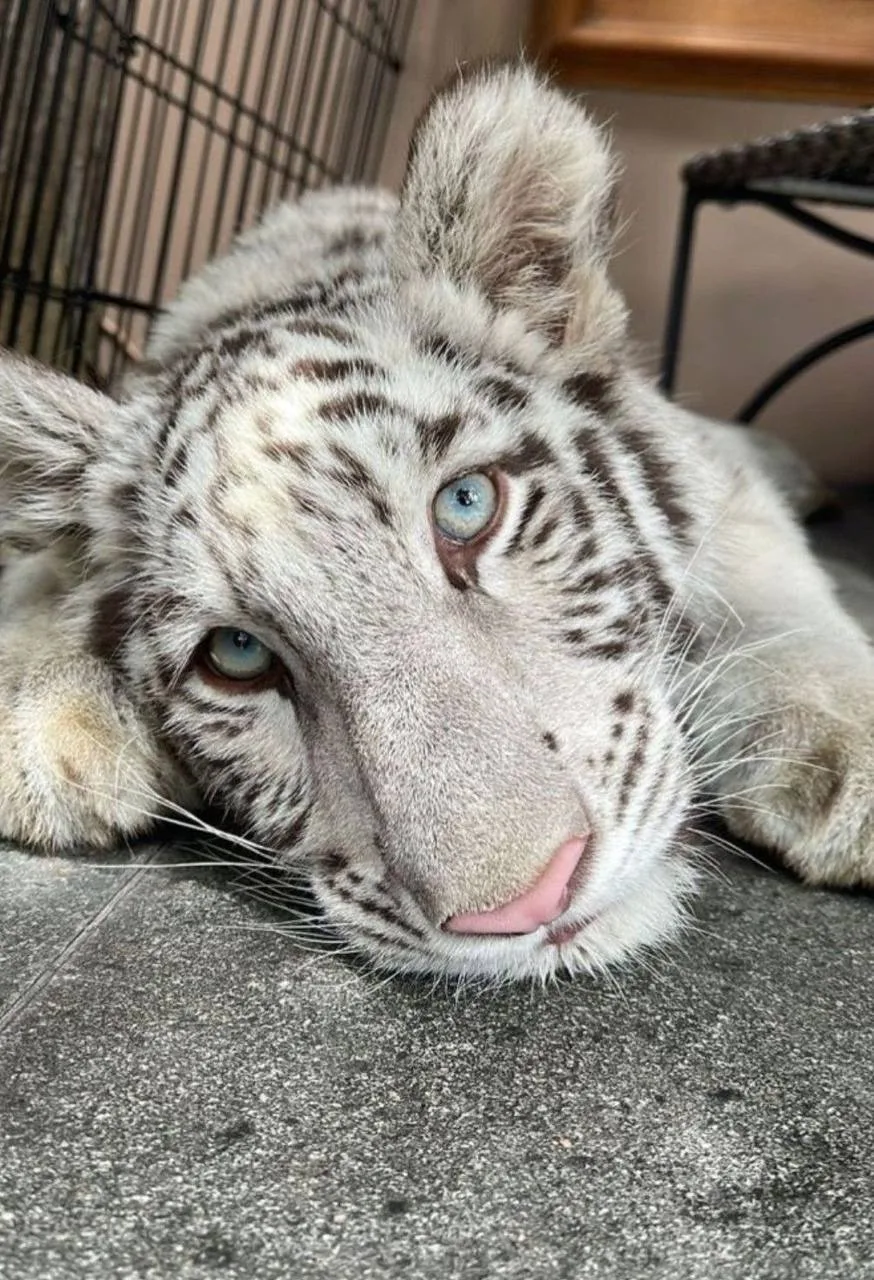 🐯Белые тигры — не отдельный вид

Это обычные бенгальские тигры с редкой мутацией. Они не альбиносы 