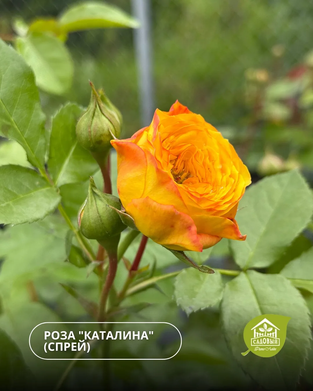 🌹 Розы, которые невозможно не заметить