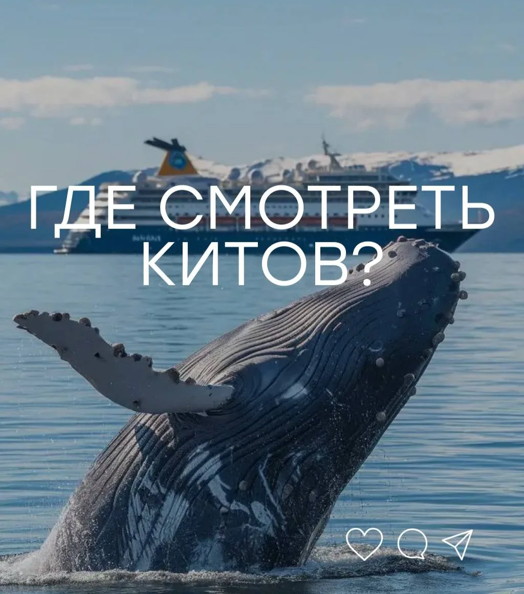 Где увидеть китов в естественной среде? 🐋