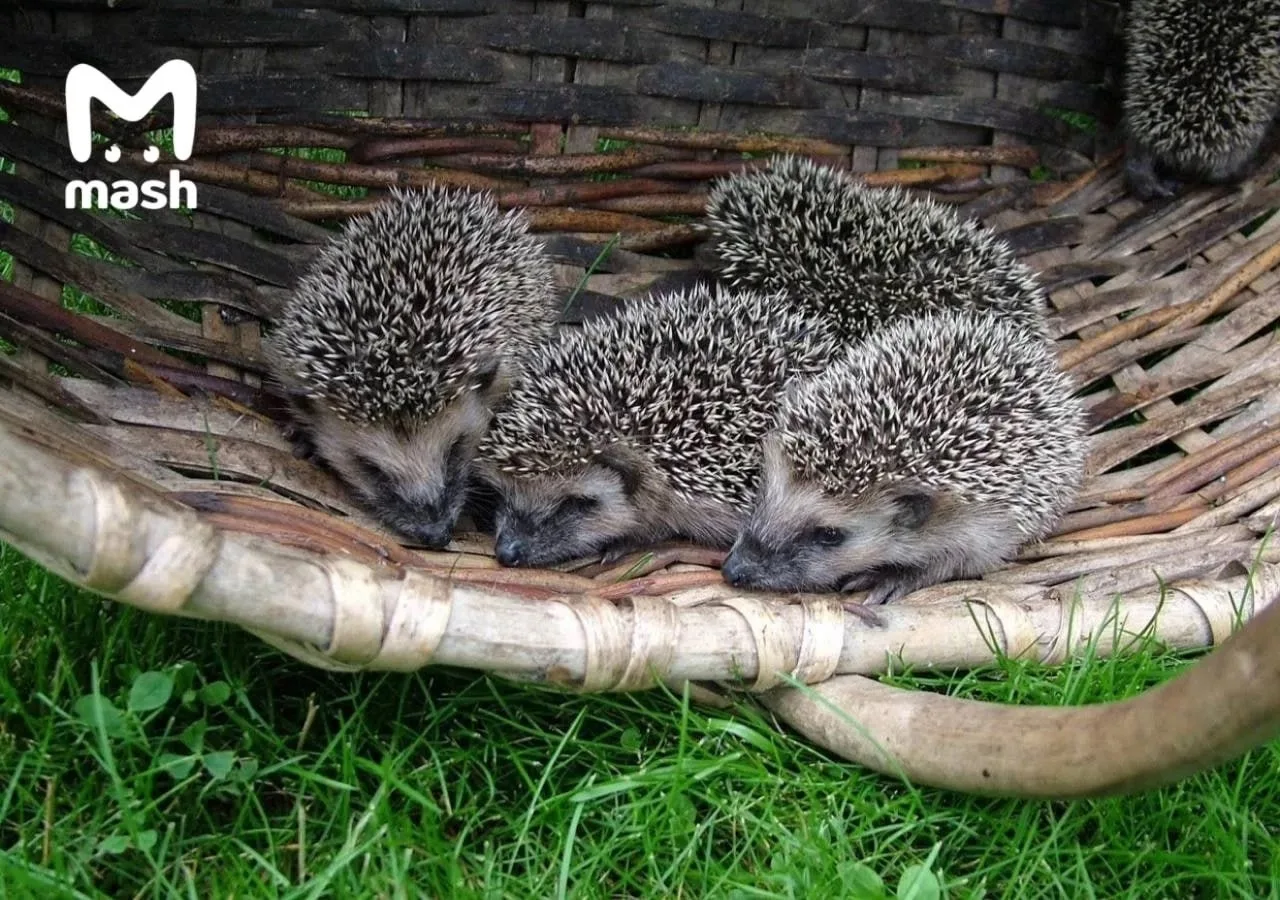 🦔Дачники массово скупают ежей для защиты участков от слизней и мышей — цена одного «колючего охранн