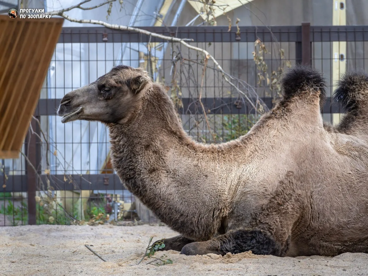 Верблюдицы Лира и Вега🐫