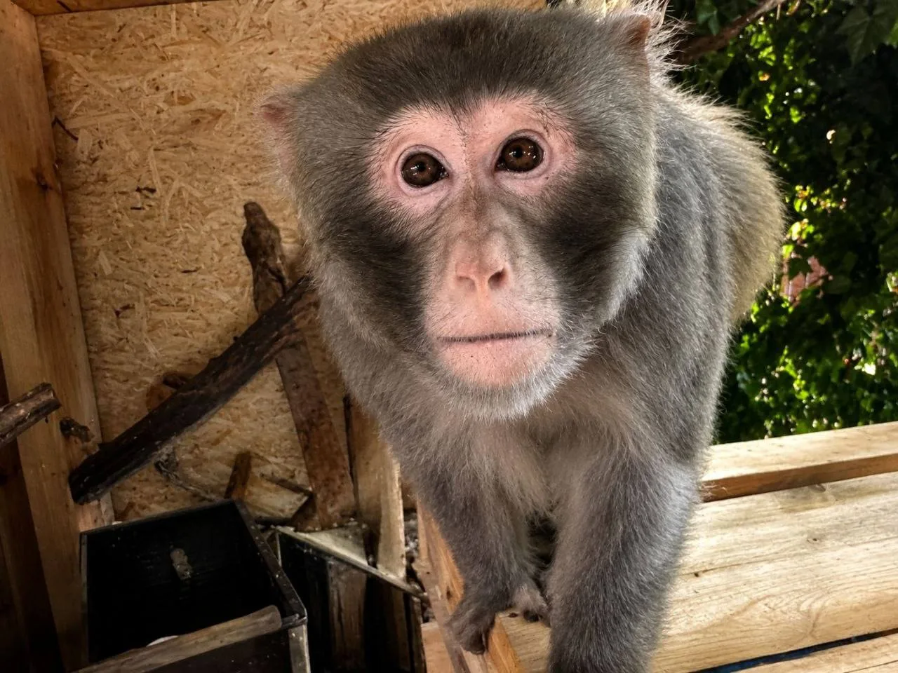 🐒 Две обезьянки вышли на пенсию и переехали в Иркутский Зоосад. 

Тёма и Чип долгие годы выступали 
