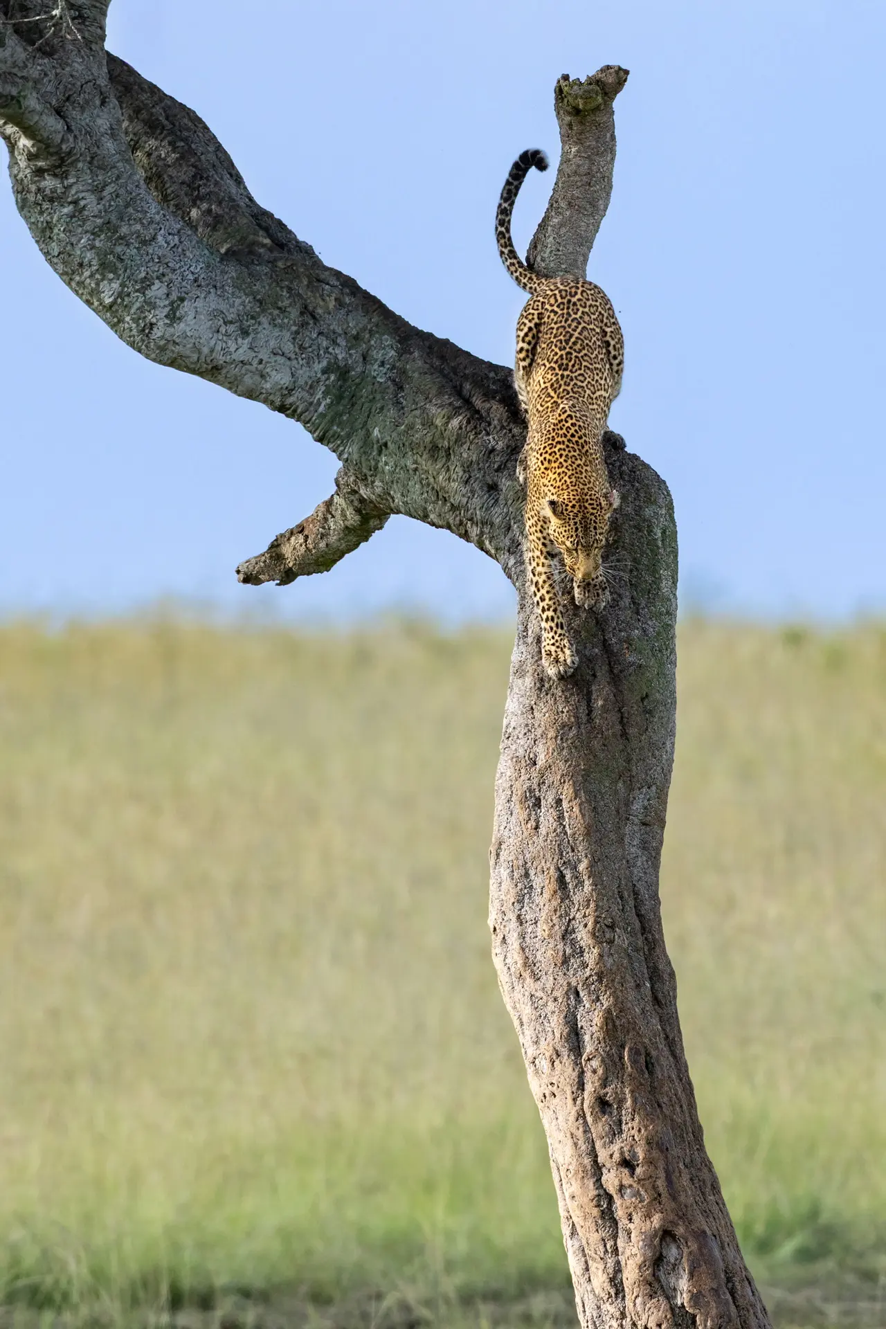Так могут только леопарды 🐆