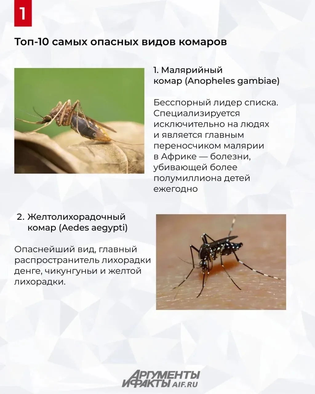 🦟 Самые опасные для человека комары — как выглядят и чем могут заразить

Ежегодно болезни, которые 