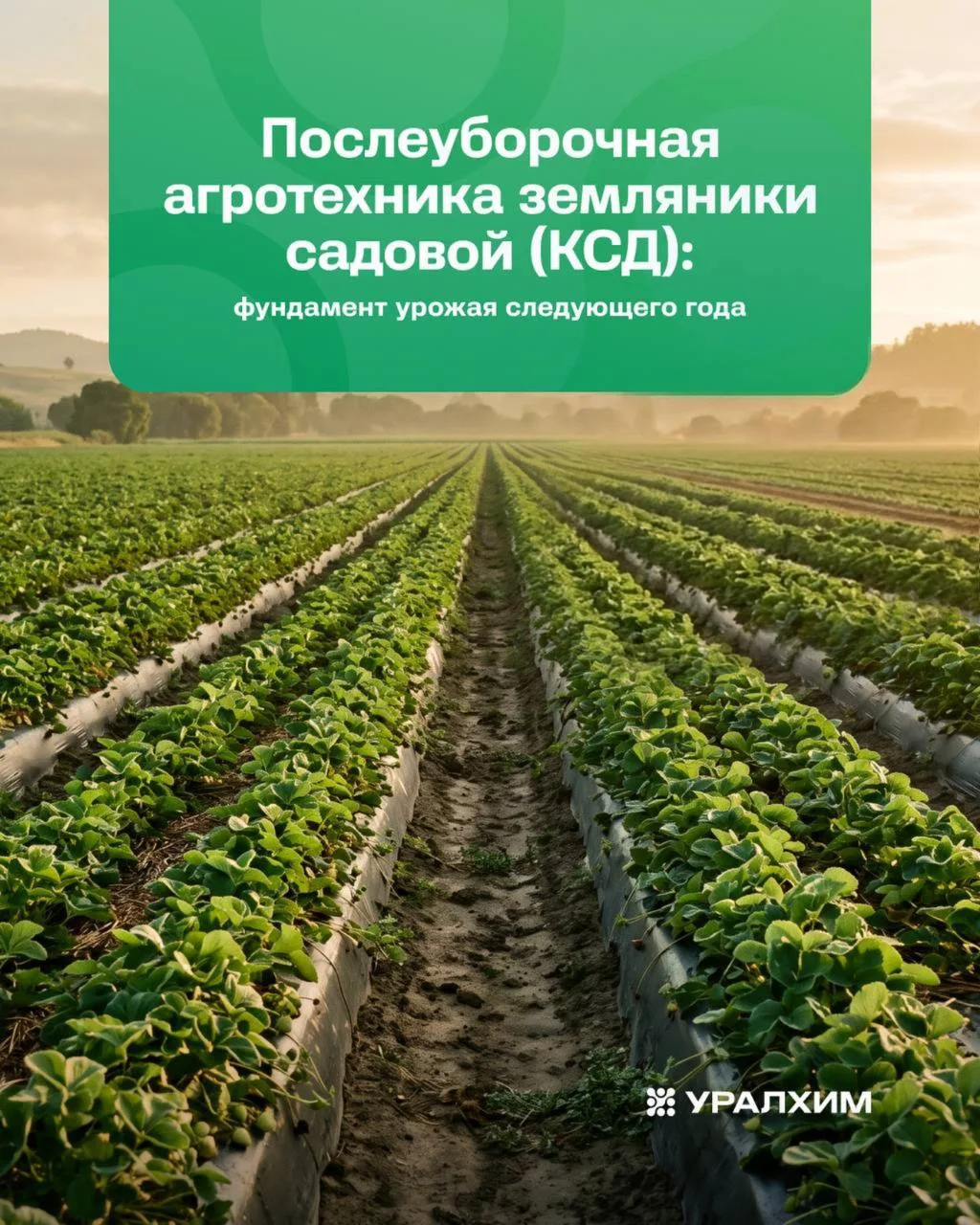 🍓 Послеуборочная агротехника земляники садовой (КСД) — это фундамент будущего урожая.