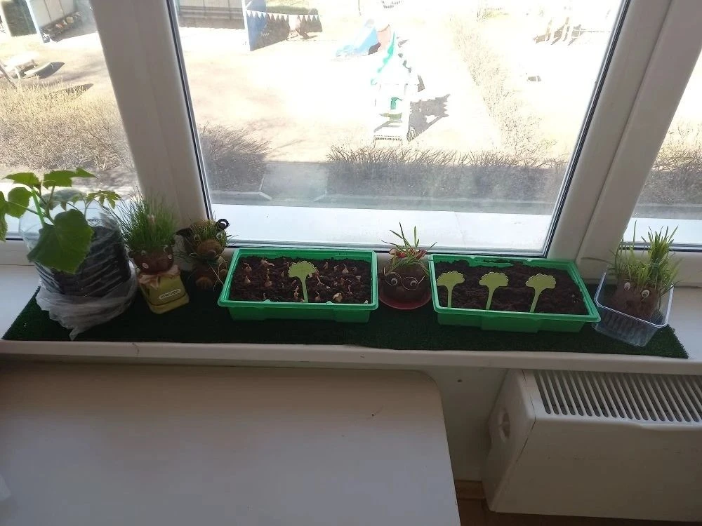 "🌿Огород на окне" в подготовительной📚 к школе группе № 9🪻.