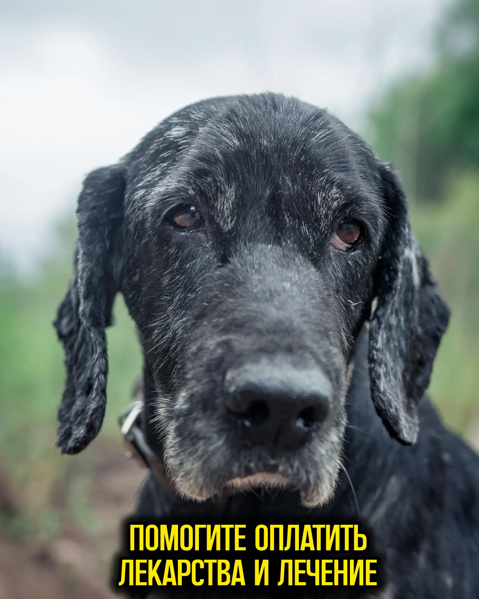 🆘 Приюту срочно нужна помощь с оплатой лекарств и лечения животных! 

Друзья, пожалуйста, не проход