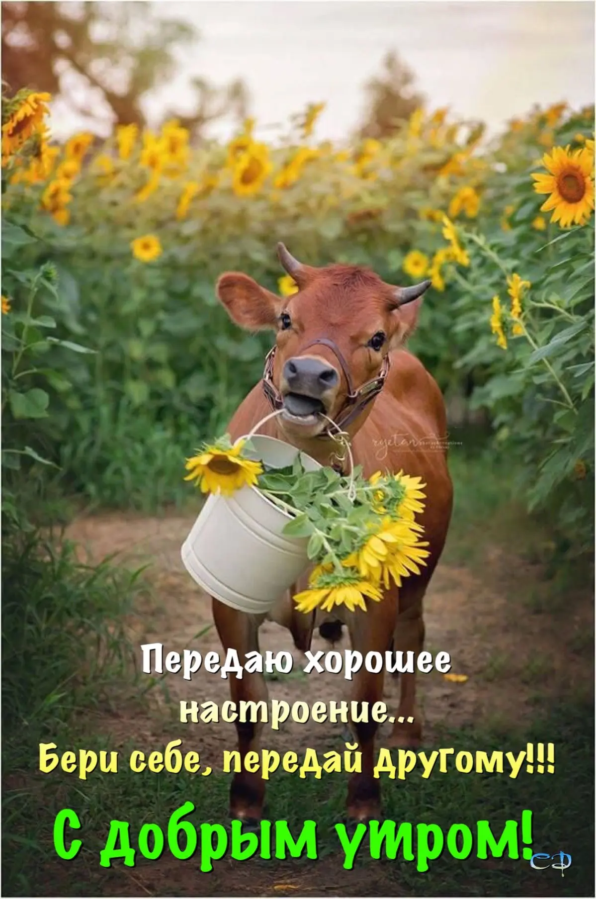 Понравилась открытка? Оставьте реакции ❤️